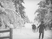 Tre personer åker längdskidor efter varandra i skogen, mycket snö på träden.