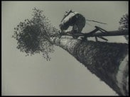 Man filmad underifrån som klättrar upp i toppen av ett högt barrträd.