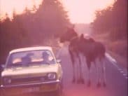 Älgko med kalv på landsväg bredvid gul bil, man i hatt vid ratten.