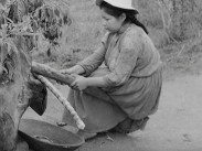 En kvinna på landsbygden i Colombia pressar saften ur ett sockerrör.