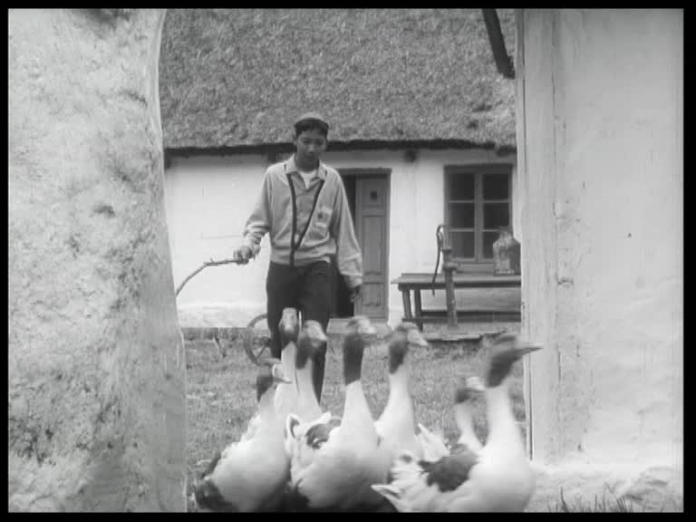 En pojke med en gren i ena handen driver några gäss på en skånegård.