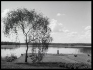 Ett träd på en anlagd gräsmatta vid en sjö.