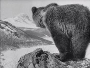 En björn på en klippa fotad bakifrån, fjälltopp i bakgrunden.