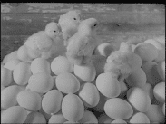 Fyra kycklingar ovanpå en stor mängd ägg.