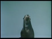 Viking Line – Sea Lion