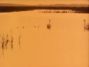 Ett svanpar med fyra ungar i en sjö.