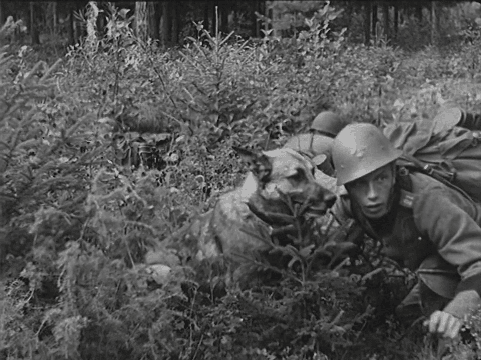 Soldat med schäferhund i fält.
